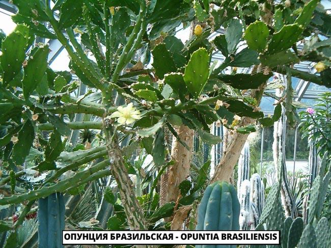 Опунция Бразильская - Opuntia brasiliensis