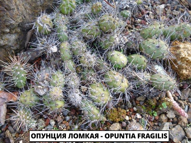 Опунция Ломкая - Opuntia fragilis