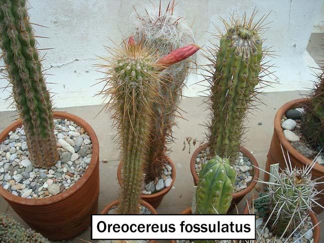 Oreocereus fossulatus