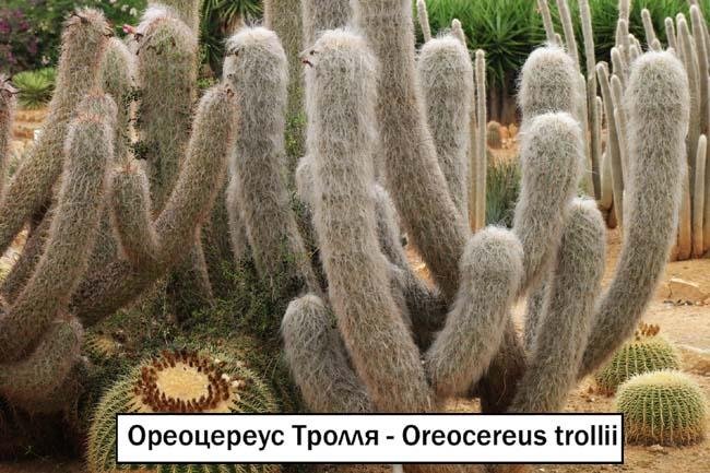 Ореоцереус Тролля - Oreocereus trollii