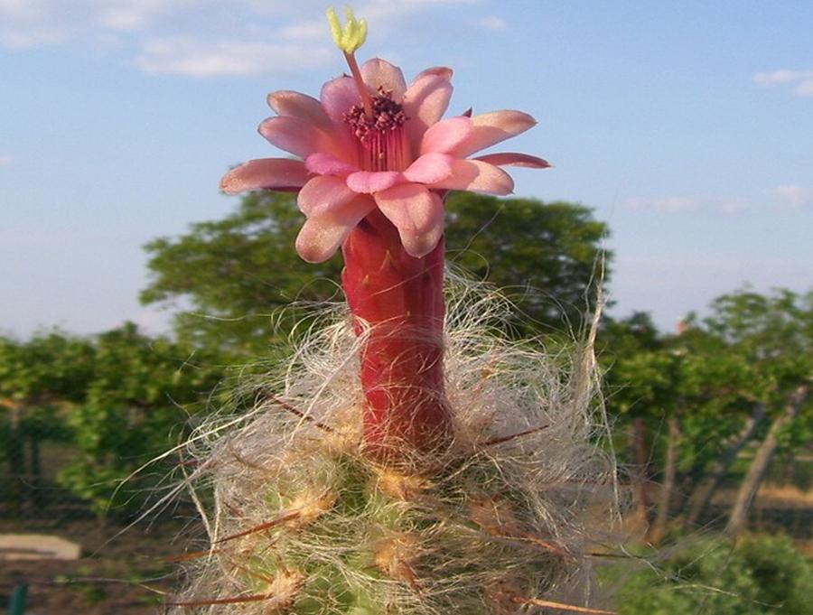 Ореоцереус, Трихоцереусовые - фото цветение