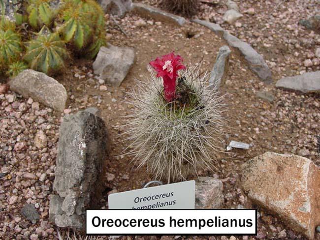 Oreocereus hempelianus