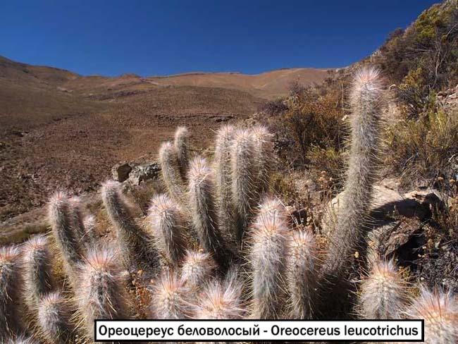 Ореоцереус беловолосый - Oreocereus leucotrichus 