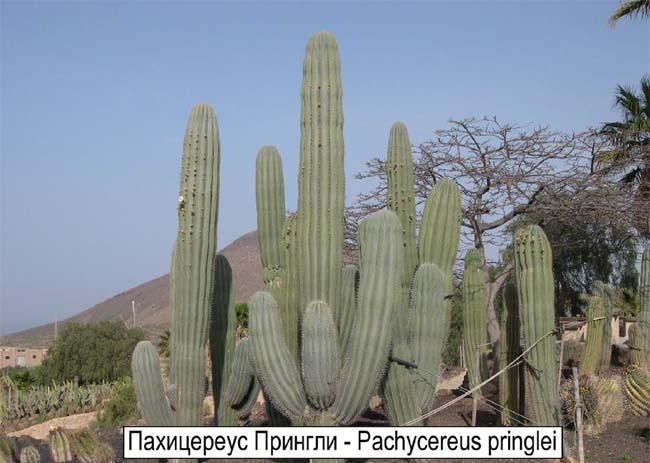 Пахицереус Прингли - Pachycereus pringlei 
