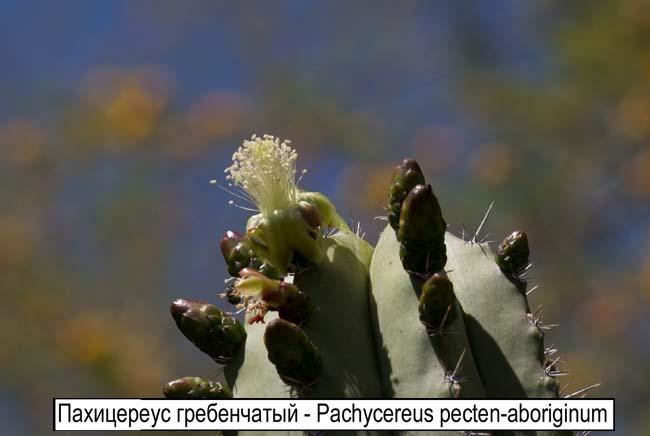 Пахицереус гребенчатый - Pachycereus pecten-aboriginum