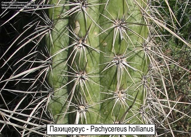 Пахицереус - Pachycereus hollianus 