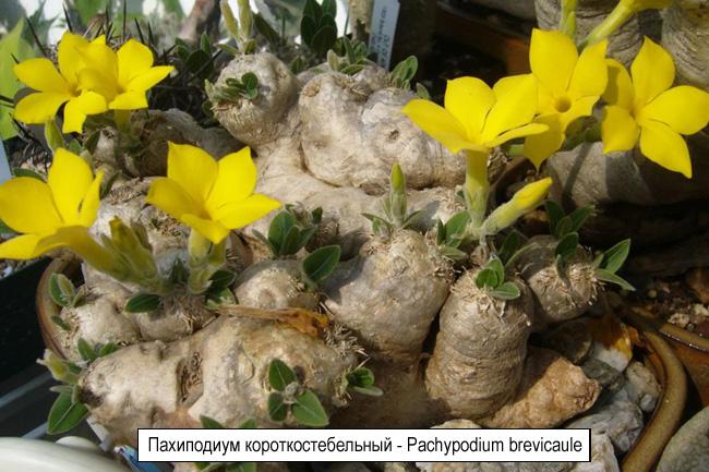 Пахиподиум короткостебельный - Pachypodium brevicaule