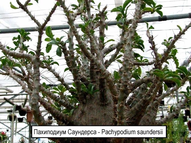 Пахиподиум Саундерса - Pachypodium saundersii