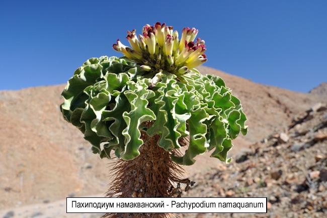 Пахиподиум намакванский - Pachypodium namaquanum