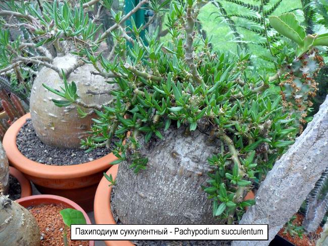 Пахиподиум суккулентный - Pachypodium succulentum