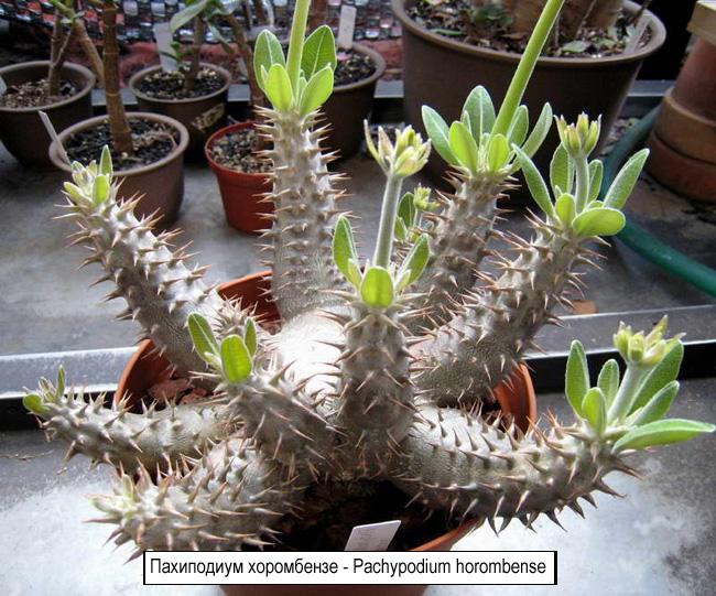 Пахиподиум хоромбензе - Pachypodium horombense