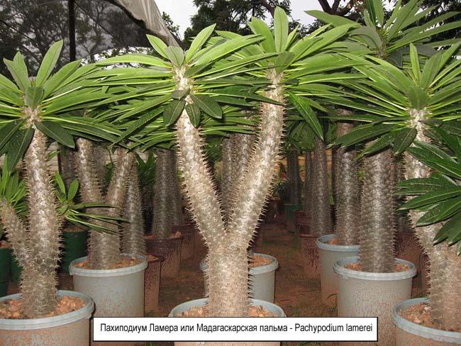 Пахиподиум Ламера или Мадагаскарская пальма - Pachypodium lamerei