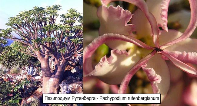 Пахиподиум Рутенберга - Pachypodium rutenbergianum