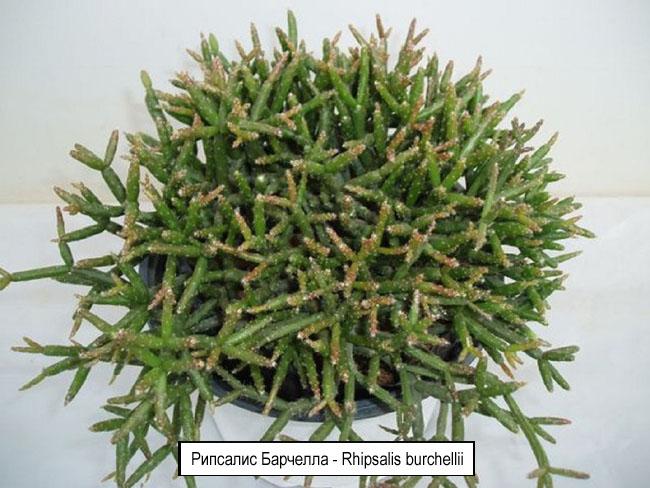Рипсалис Барчелла - Rhipsalis burchellii