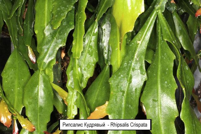 Рипсалис Кудрявый  - Rhipsalis Crispata