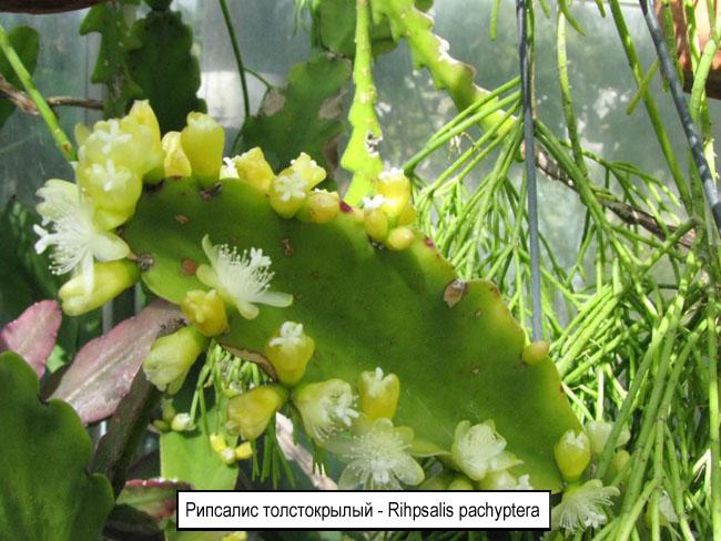 Рипсалис Пучковидный - Rhipsalis fasciculata