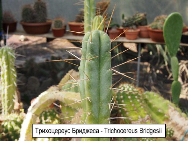 Трихоцереус Бриджеса - Trichocereus Bridgesii