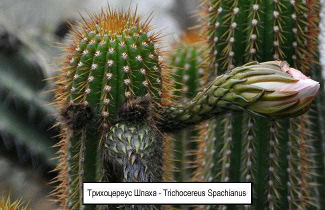 Трихоцереус Шпаха - Trichocereus Spachianus 