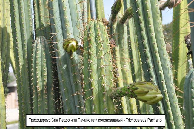 Трихоцереус Сан Педро или Пачано или колоновидный - Trichocereus Pachanoi