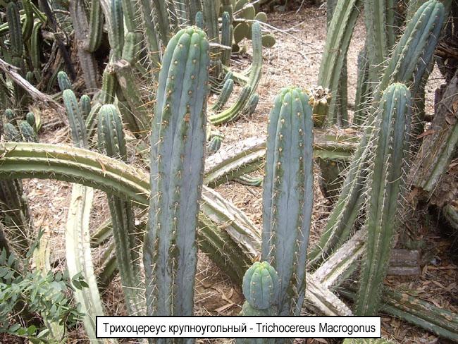 Трихоцереус крупноугольный - Trichocereus Macrogonus