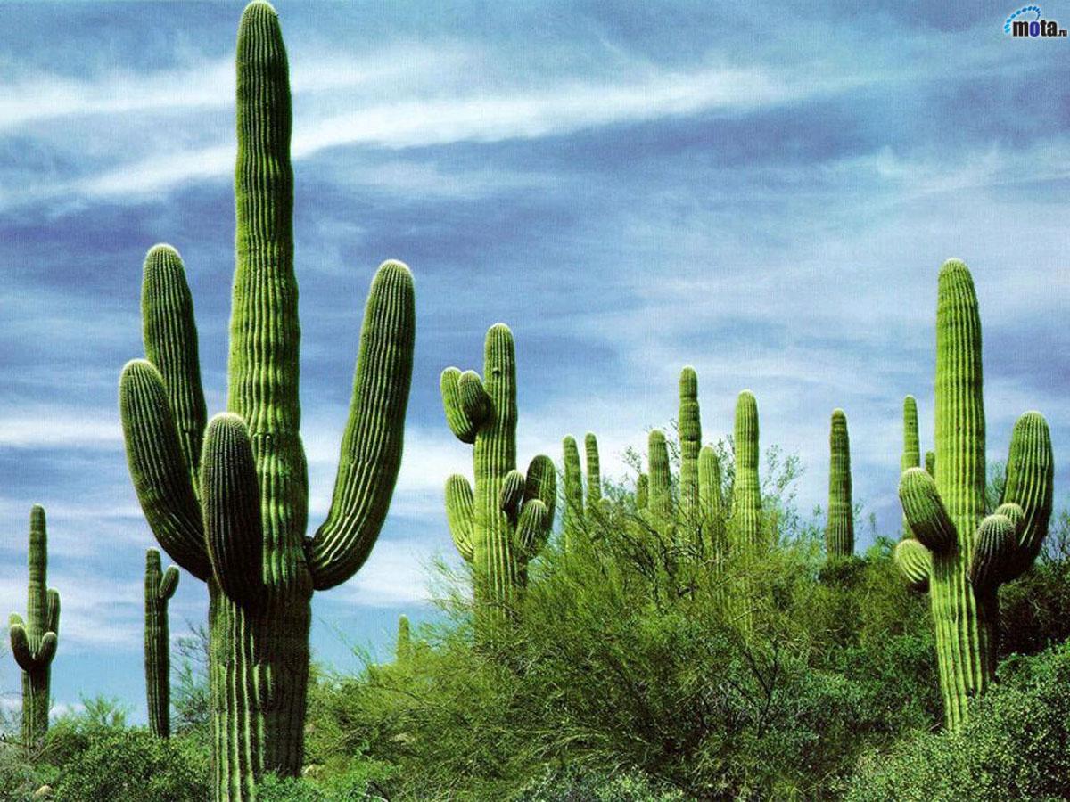 Долина кактусов - фото