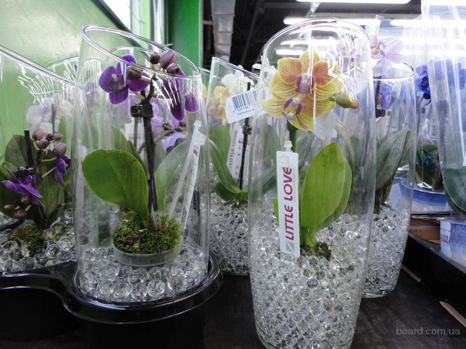 Сколько держать орхидею в. Фаленопсис аквагрунт. Орхидея фаленопсис без грунта.