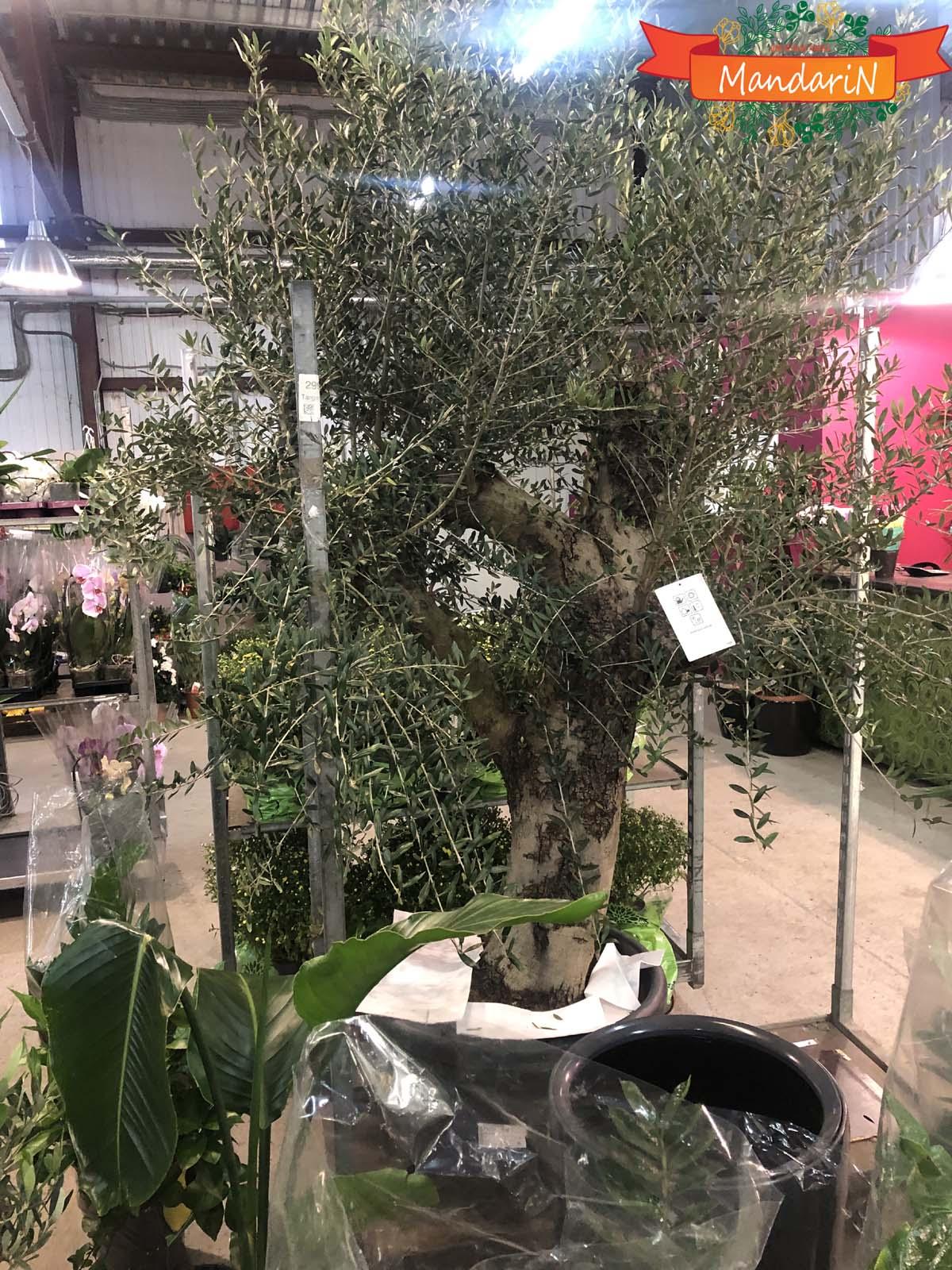 Олива высотой 250 см