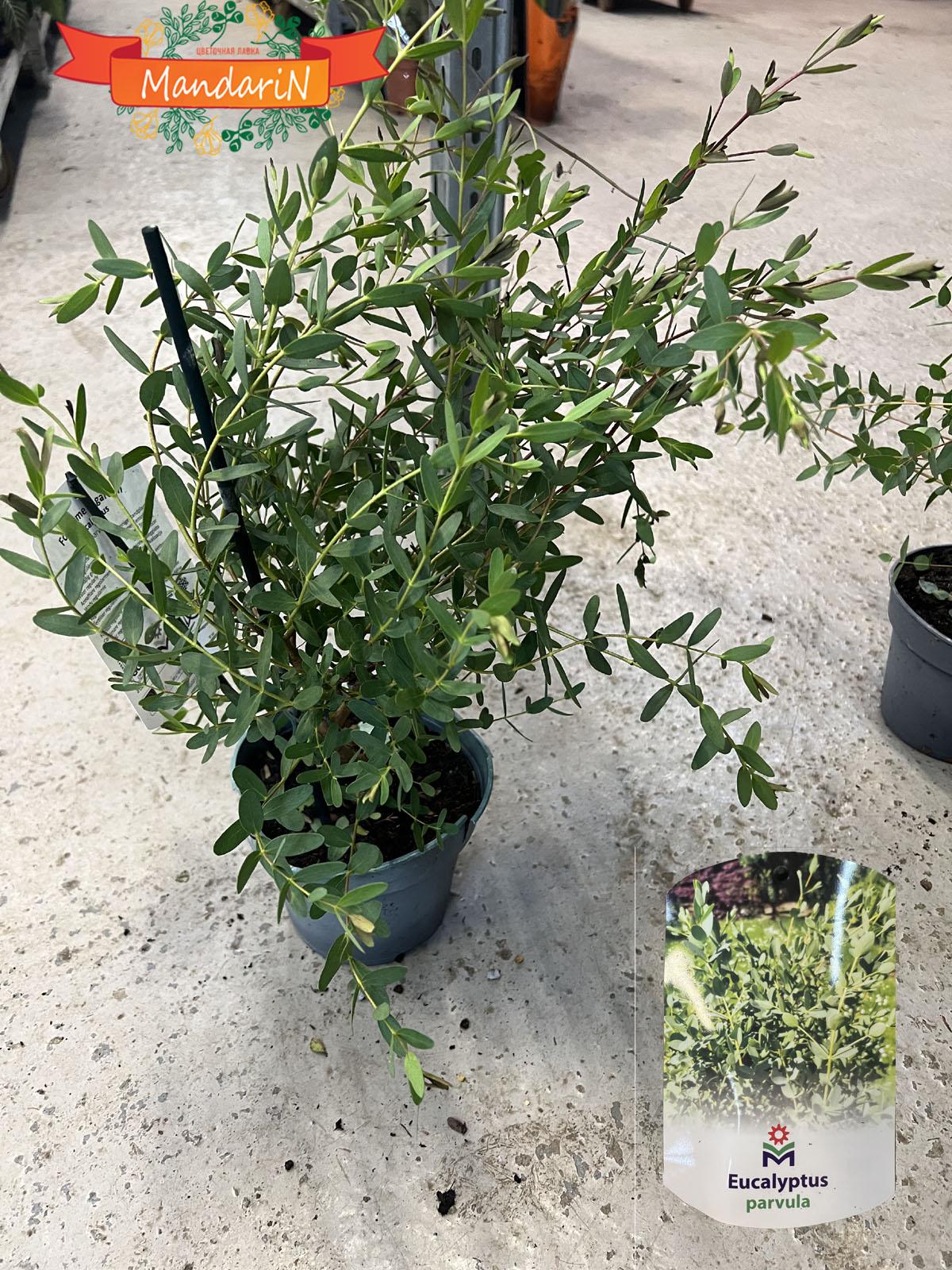 Эвкалипт Парвула - Eucalyptus Parvula D12 H45