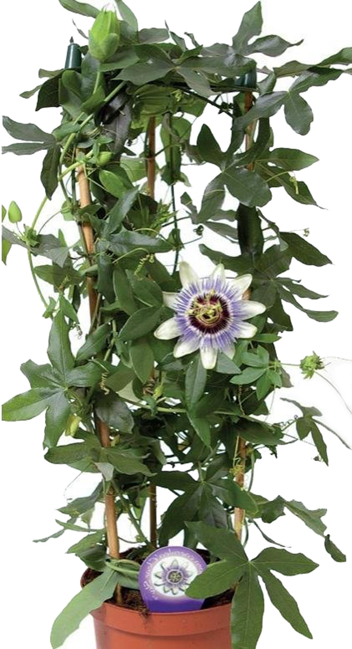 Пассифлора Эдулис Фредерик - Passiflora edulis Frederick D18 H100. 