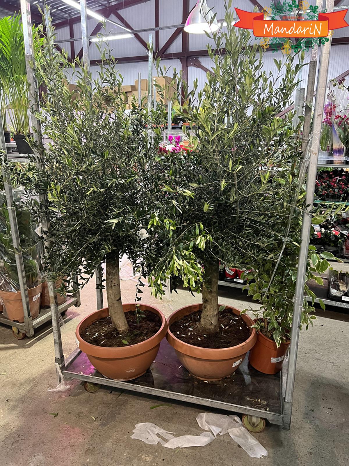Оливковые деревья бонсай 200 см в магазине Мандарин Шоп