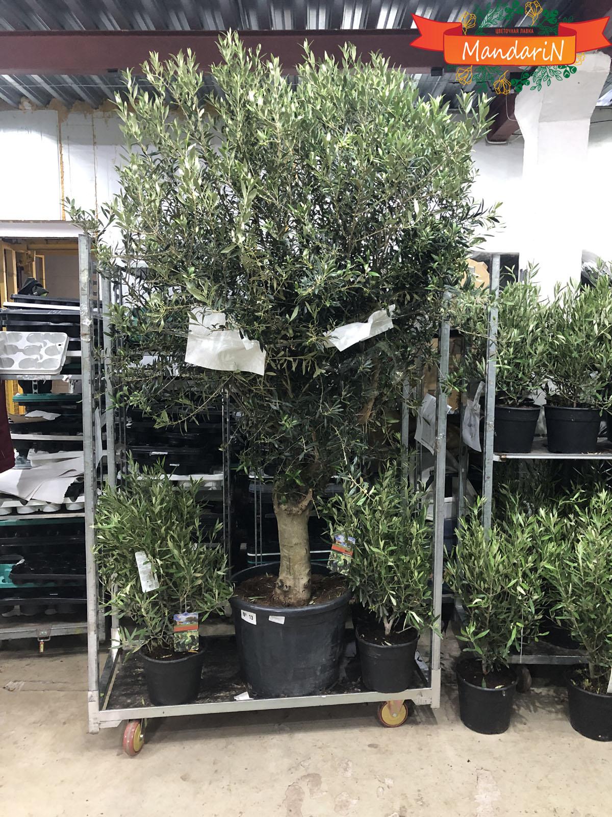 Оливковое дерево в магазине цветов Мандарин - фото