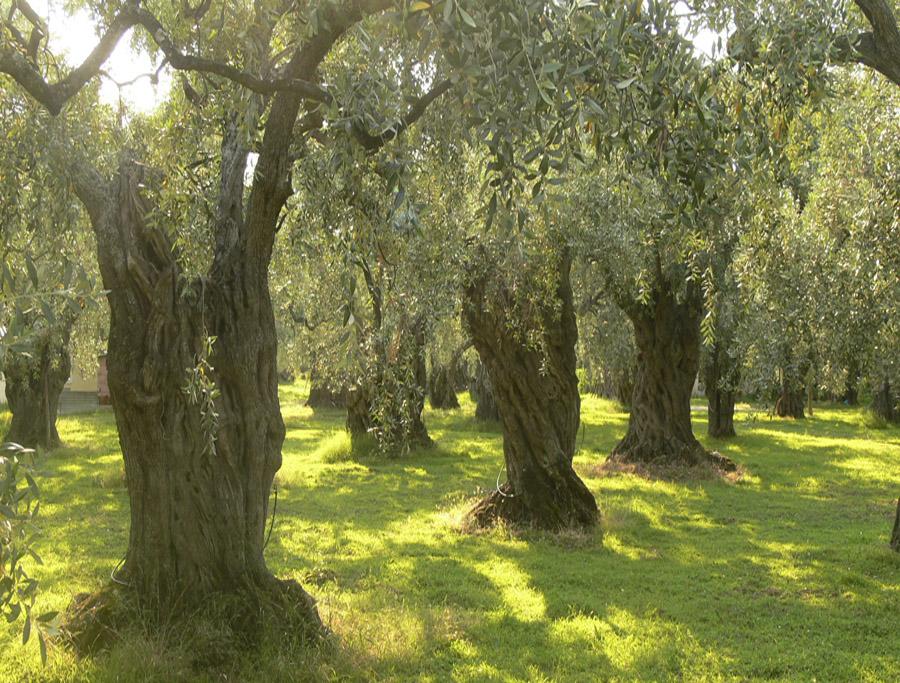 Оливковое дерево в природе