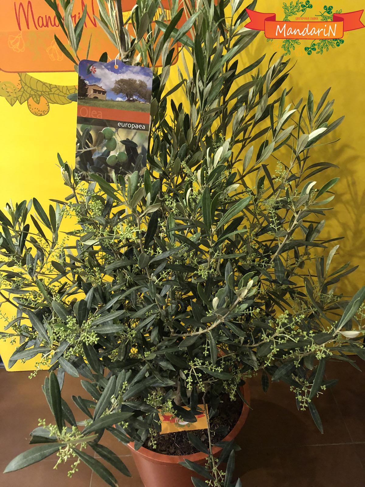 куст оливки