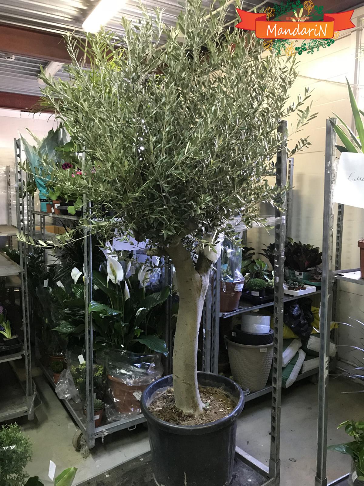 Оливка в продаже 180 см