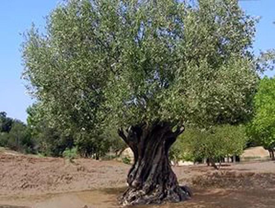 Оливковое дерево 120 лет