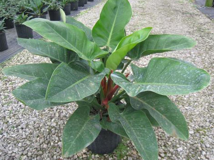 Филодендрон растение фото