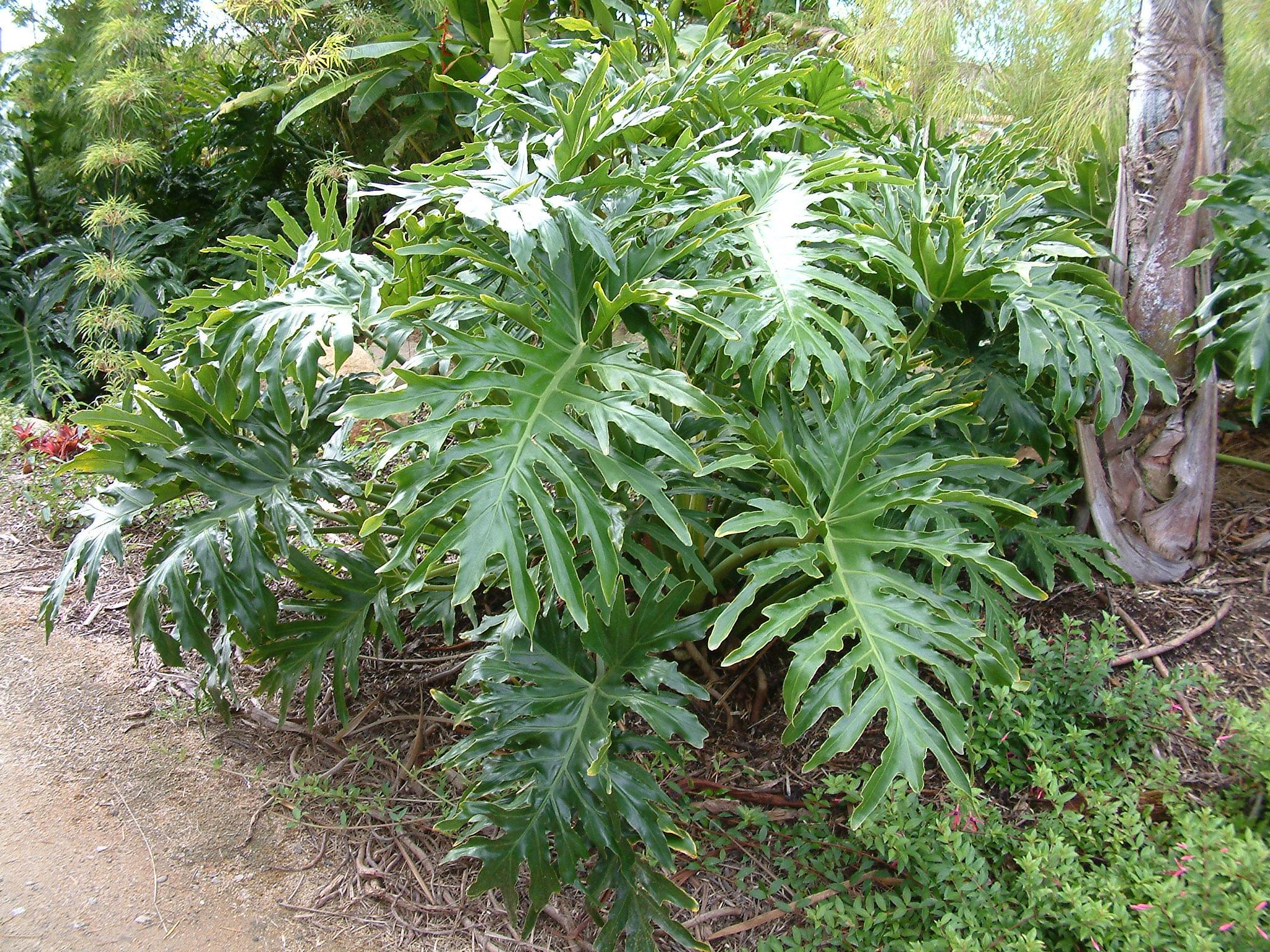 Филодендрон Двоякоперистый Селлоум - Philodendron Bipinnatifidum (selloum)