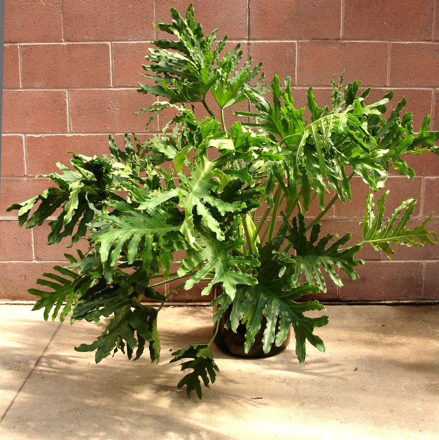 Philodendron Bipinnatifidum (selloum)