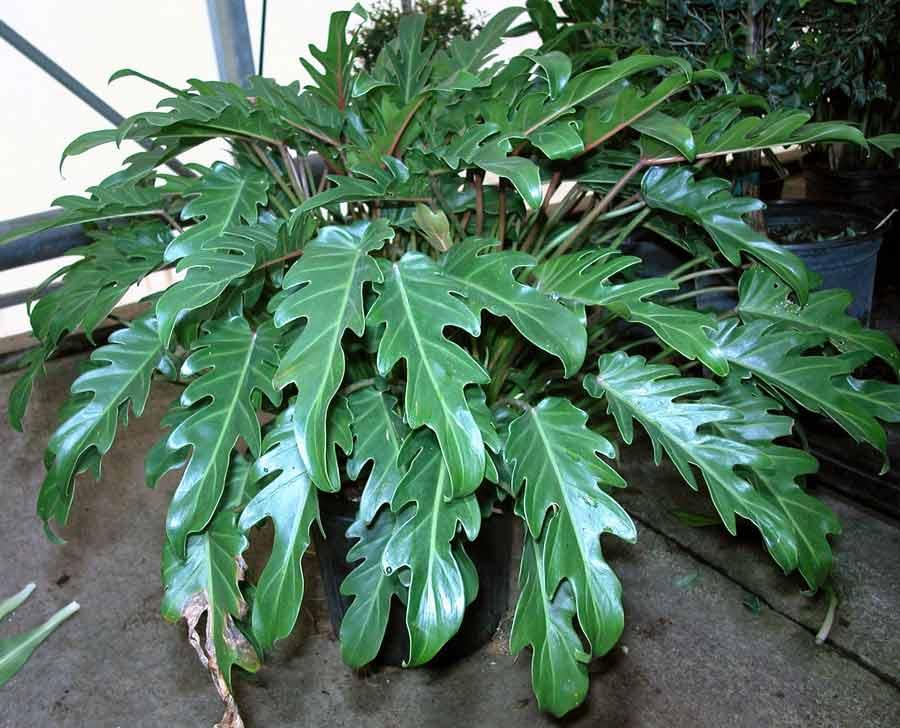 Филодендрон Рамбо - Philodendron Rambo