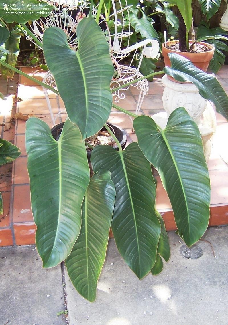 Philodendron Davidsonii
