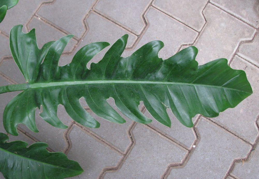 Philodendron Rambo