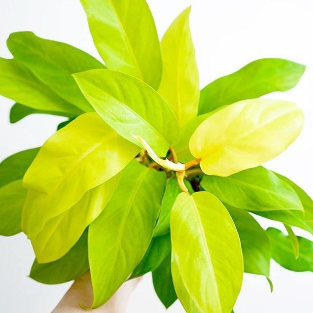Филодендрон Малай Голд - Philodendron Malay Gold