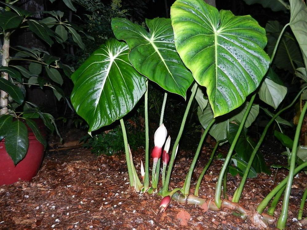 Филодендрон Пастазанум листовая пластина