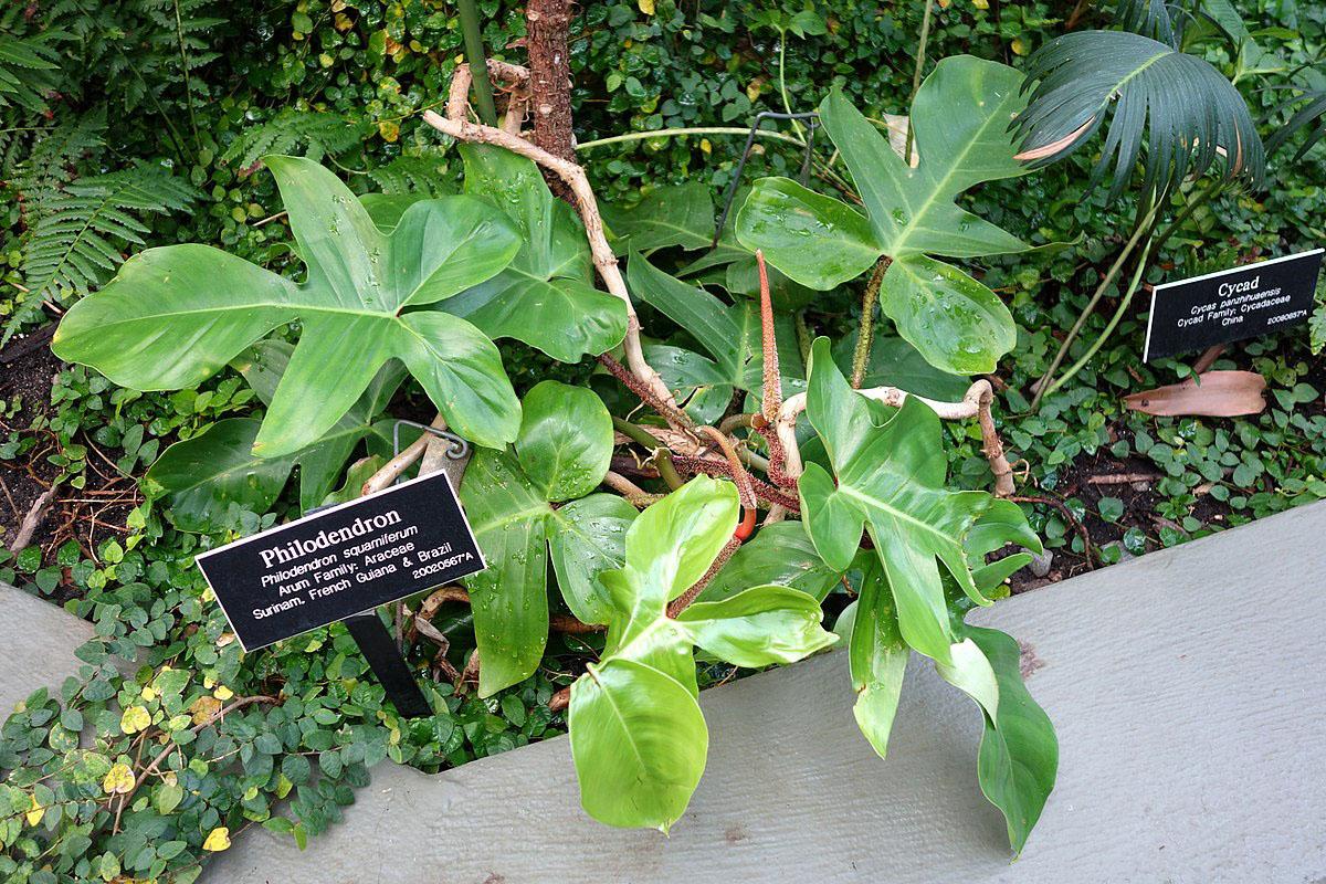 Филодендрон чешуеносный - Philodendron Squamiferum