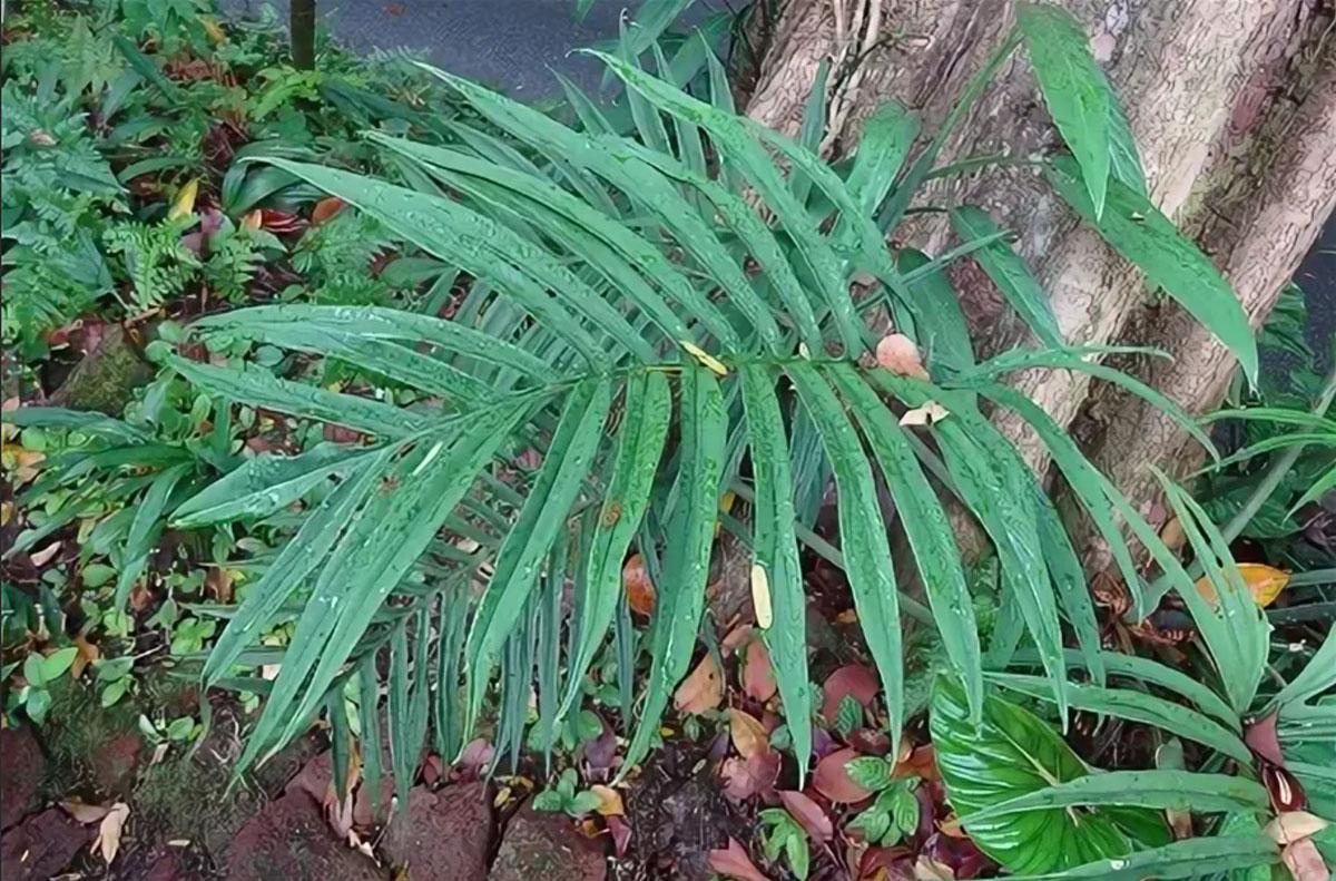 Филодендрон Тортум - Philodendron Tortum
