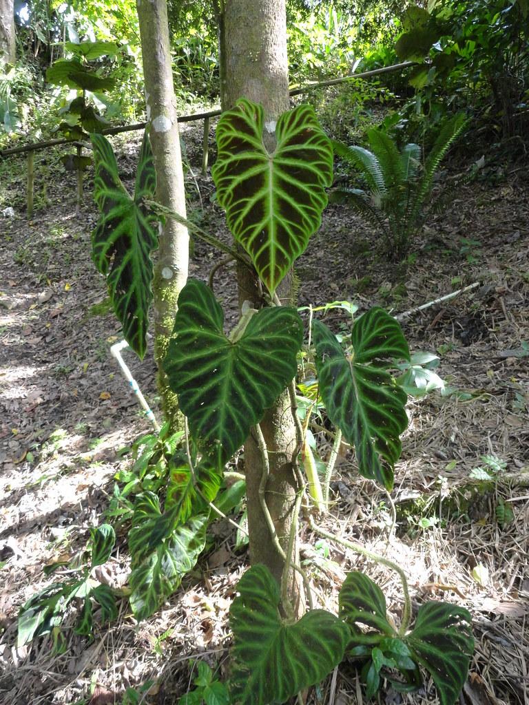 Philodendron Verrucosum Incensi