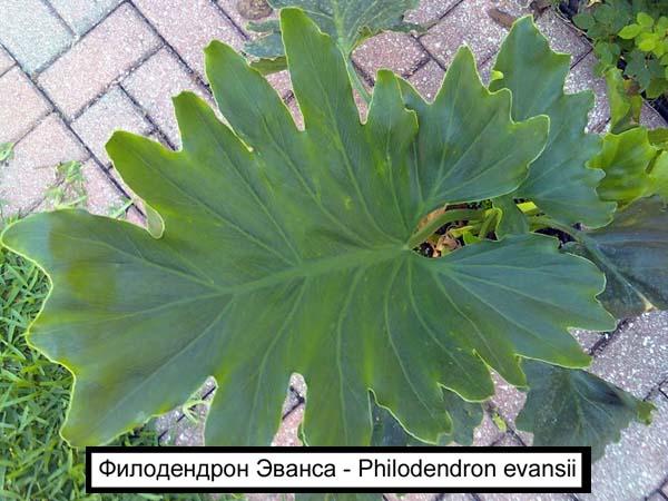 Филодендрон Эванса - Philodendron evansii