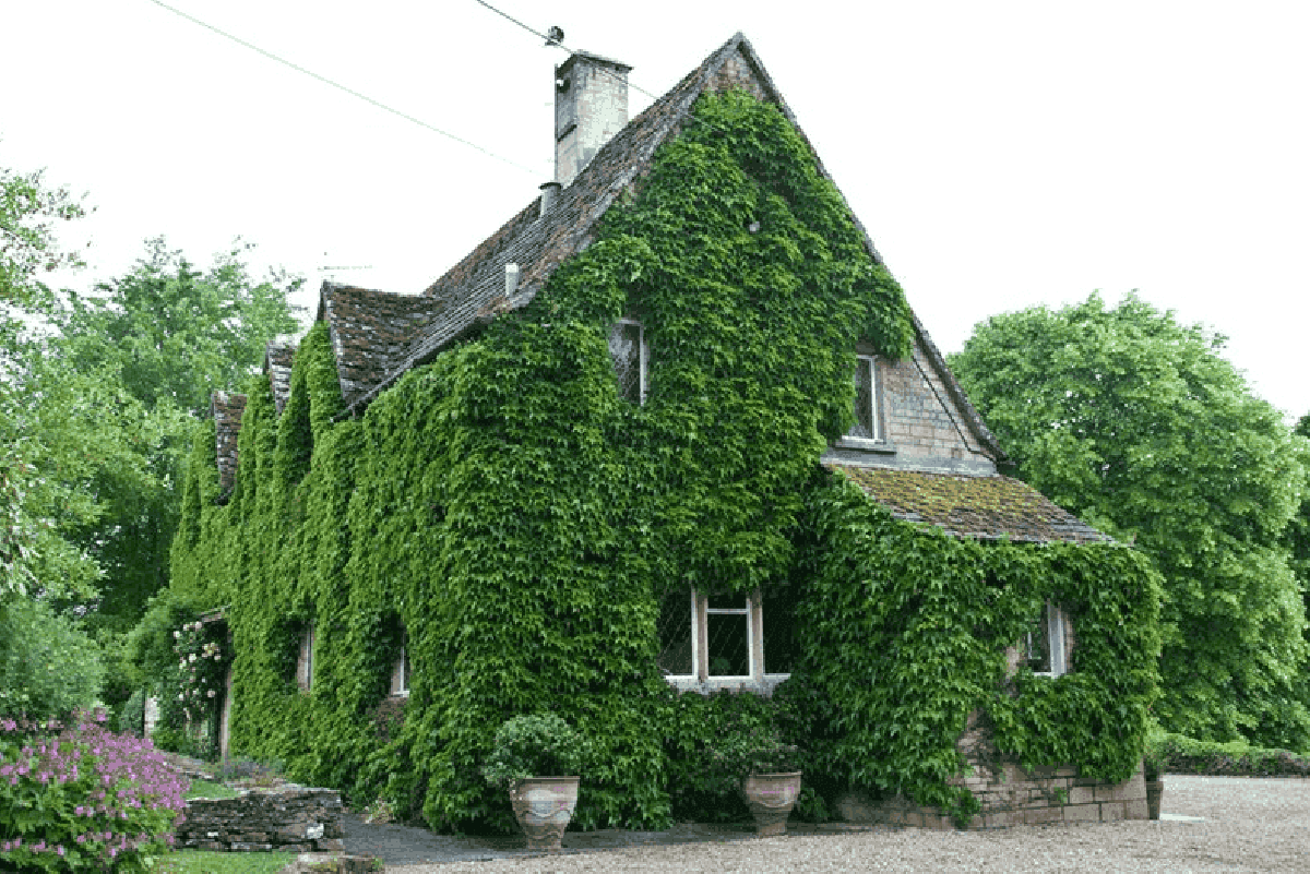 Лианы, вьющиеся, ампельные растения фотография дома
