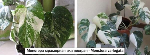 Монстера мраморная или пестрая - Monstera variegata