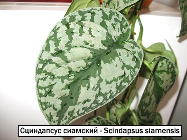 Сциндапсус сиамский - Scindapsus siamensis 